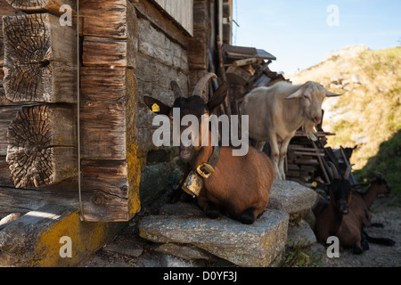 Alta su un altopiano nelle Alpi austriache in estate, Capra con una campana intorno al suo collo si siede sulla roccia in ombra accanto a Registro ruvida capannone. Foto Stock