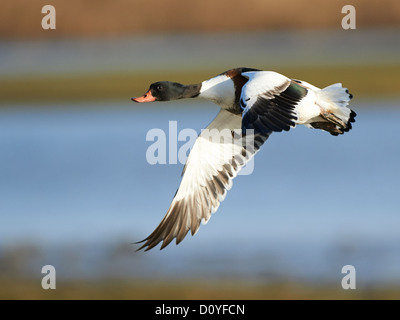 Shelduck in volo Foto Stock