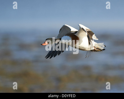 Shelduck in volo Foto Stock