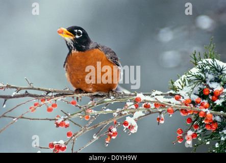 Un Americano robin, Turdus migratorius, posatoi su nevoso inverno il ramo di azienda di holly berry in bocca, STATI UNITI D'AMERICA Foto Stock