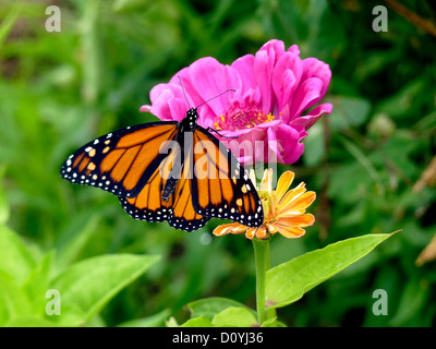 Femmina farfalla monarca su zinnias in giardino, Yarmouth Maine Foto Stock