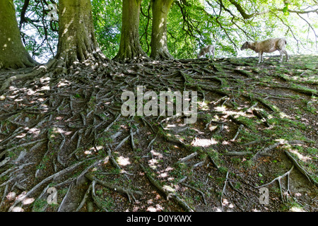 Esposti tree root sistema, Avebury, Wiltshire, Inghilterra Foto Stock