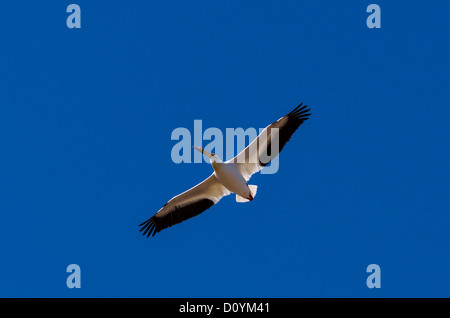 Americano bianco Pelican in volo, Malheur Wildlilfe nazionale rifugio, Oregon, Stati Uniti d'America Foto Stock