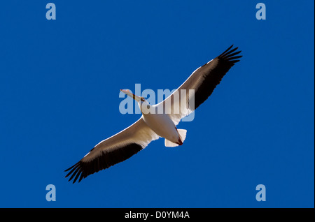 Americano bianco Pelican in volo, Malheur Wildlilfe nazionale rifugio, Oregon, Stati Uniti d'America Foto Stock