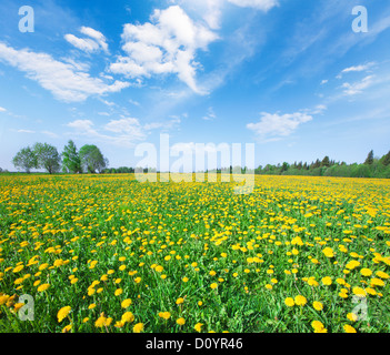 Fiori gialli colle sotto il blu cielo nuvoloso Foto Stock