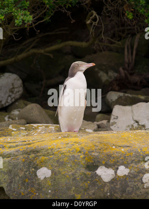 Un giallo-eyed penguin sguardi di tutta la baia di curiosita', prima di entrare nel proprio nido per alleviare il suo partner di uovo-seduta di dovere Foto Stock