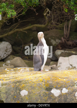 Un giallo-eyed penguin sguardi di tutta la baia di curiosita', prima di entrare nel proprio nido per alleviare il suo partner di uovo-seduta di dovere Foto Stock