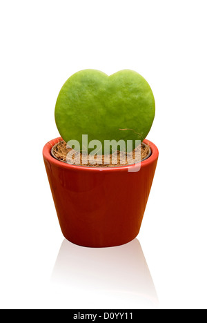 A forma di cuore ad cactus Foto Stock