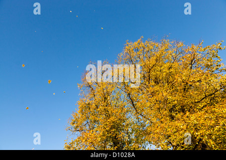 Le foglie che cadono da un albero in autunno, Nottinghamshire, England, Regno Unito Foto Stock