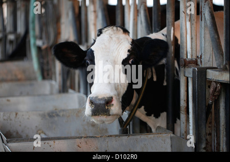 Holstein Friesiani mucca che è una razza di bovini da latte provenienti dalle province olandesi dell'Olanda settentrionale e della Frisia, e Schleswig-Holstein nella Germania settentrionale, noti come gli animali da latte con la più alta produzione al mondo. Foto Stock