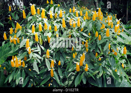 Pachystachys lutea Diana Foto Stock