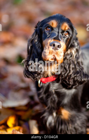 Ritratto di un nero e marrone English cocker spaniel Foto Stock