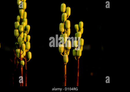 Colori autunnali nei giardini di RBG Kew Wakehurst Place in West Sussex Regno Unito. Foto Stock