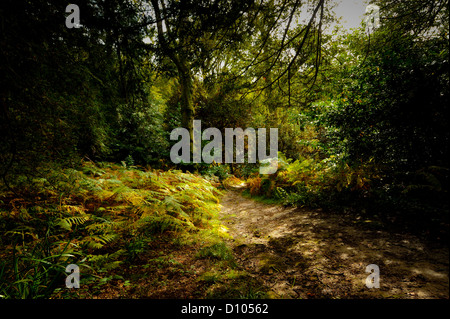 Colori autunnali nei giardini di RBG Kew Wakehurst Place in West Sussex Regno Unito. Foto Stock