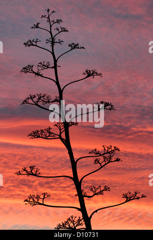 La levetta di fioritura di un American Agave impianto contro le nubi al tramonto Foto Stock