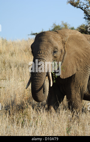 Elefante africano (Loxodonta) a Lewa Downs Kenya Africa Foto Stock