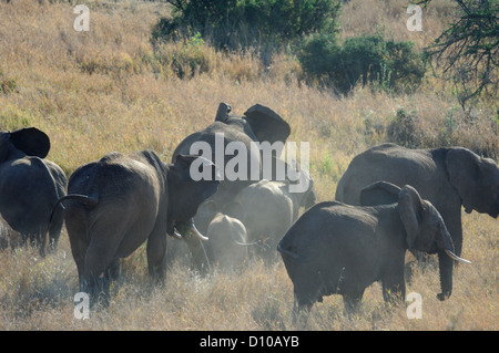 Elefante africano (Loxodonta) allevamento a Lewa Downs Kenya Africa Foto Stock