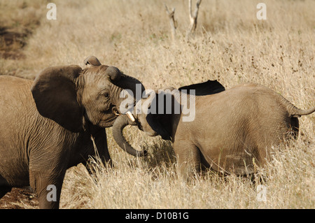 L'elefante africano (Loxodonta) giocando a Lewa Downs Kenya Africa Foto Stock