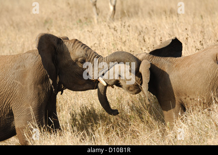 L'elefante africano (Loxodonta) giocando a Lewa Downs Kenya Africa Foto Stock