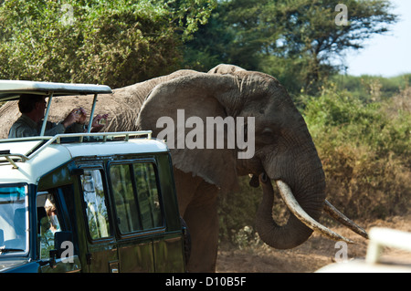 Grande elefante africano bull (Loxodonta) avvicinamento Land Rover al Lago Manyara Tanzania Africa Foto Stock