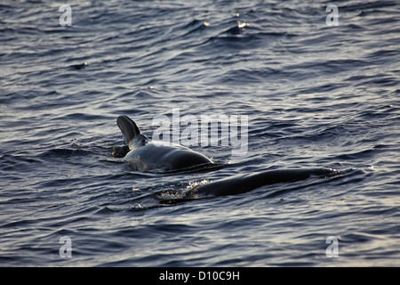 Due brevi-alettato Balene Pilota giocare in corrispondenza della superficie dell'acqua, La Gomera, isole Canarie Foto Stock