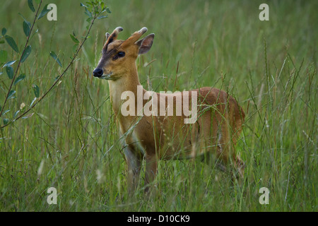 Muntjac ( muntiacus reevesi) navigazione sul giovane albero,unico maschio adulto , Devon UK Foto Stock