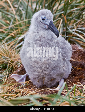 Nero Browed Albatross pulcino (thalassarche melanophrys), West Point Island, Falklands Foto Stock