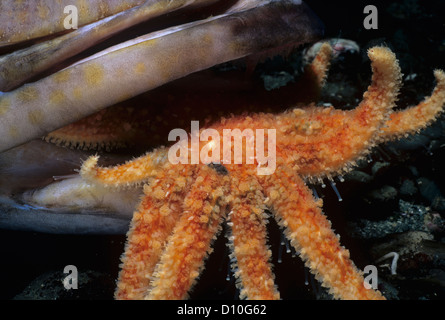 Girasole stella di mare (Pycnopodia helianthoides) Lingcod scavenging (Ophiodon elongatus). Canada Foto Stock