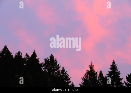 Cielo di tramonto e da alberi di pino, di Nanaimo, BC, Canada Foto Stock