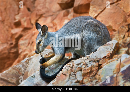 Nero-footed Rock-wallaby governare la sua coda. Foto Stock