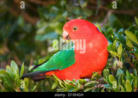 Maschio re australiano pappagallo seduto in una struttura ad albero. Foto Stock