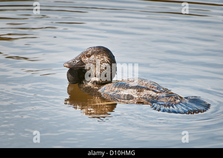 Male Musk Duck su un lago. Foto Stock