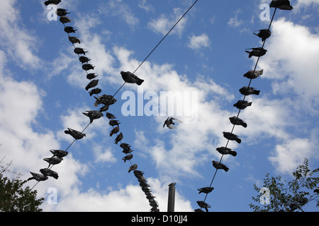 Bucarest, Romania, piccioni seduti su linee aeree a Bucarest Foto Stock