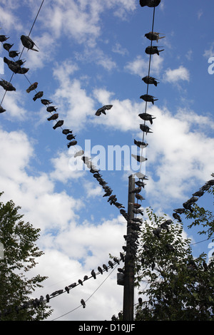 Bucarest, Romania, piccioni seduti su linee aeree a Bucarest Foto Stock