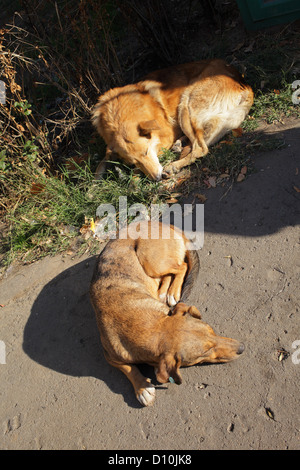 Bucarest, Romania, Free-roaming cani dormire al sole nel centro di Bucarest Foto Stock