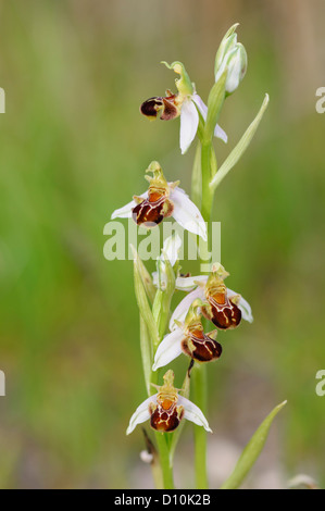 Bienen Ragwurz, Ophrys apifera, Bee orchid Foto Stock