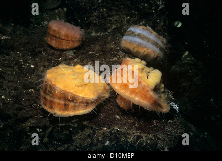 Spinoso di capesante di rosa (Chlamys hastata) incrostati di spugna. Isola di Vancouver, British Columbia, Canada, Oceano Pacifico. Foto Stock