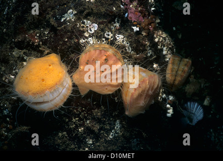 Spinoso di capesante di rosa (Chlamys hastata) incrostati di spugna. Isola di Vancouver, British Columbia, Canada, Oceano Pacifico. Foto Stock