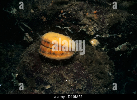 Spinosa smerlo rosa (Chlamys hastata) incrostati di spugna. Isola di Vancouver, British Columbia, Canada, Oceano Pacifico Foto Stock