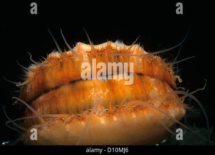 Close up spinoso smerlo rosa (Chlamys hastata) incrostato con spugna che mostra gli occhi fuori di peering. La British Columbia, Canada Foto Stock