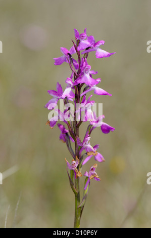 Robustes Knabenkraut, Orchis robusta, Orchis palustris ssp. robusta Foto Stock