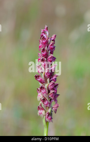 Wanzen Knabenkraut, Orchis coriophora, bug o Orchid Orchid fragrante Foto Stock