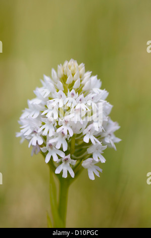 Weisse Pyramiden Hundswurz ,Anacamptis pyramidalis,Orchide Foto Stock