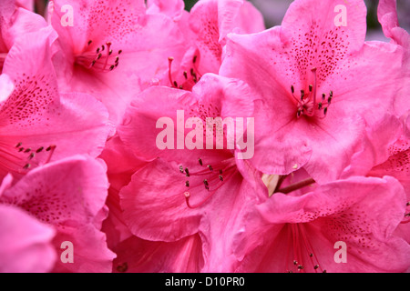 Close up di rododendro rosa bush nel parco Foto Stock