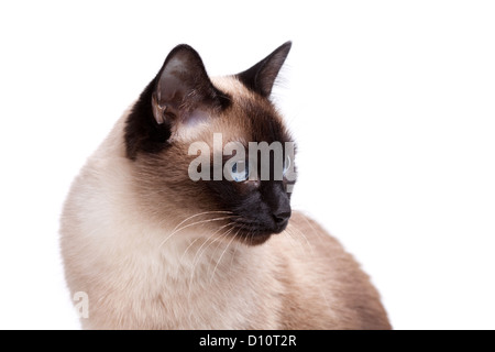 Gatto siamese gatto con gli occhi blu guarda a destra isolato su sfondo bianco Foto Stock