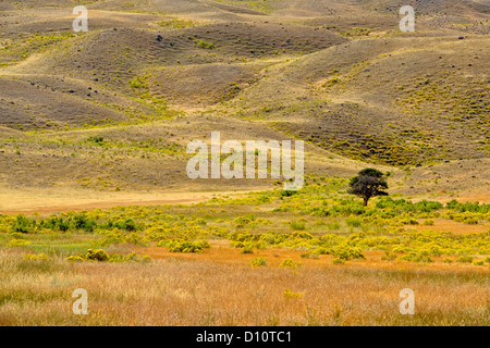 Rabbitbrush in fiore ed erbe nella valle di Gardner, Yellowstone NP, Montana USA Foto Stock