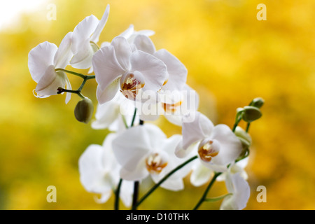 Le orchidee bianche su uno sfondo di colore giallo Foglie di autunno Foto Stock