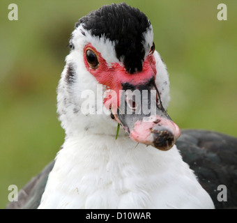 Close-up verticale della testa di un bambino anatra muta (Cairina moschata) Foto Stock