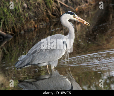 Close-up di un airone cenerino (Areda cinerea) tenendo un pesce appena pescato nel suo bill Foto Stock