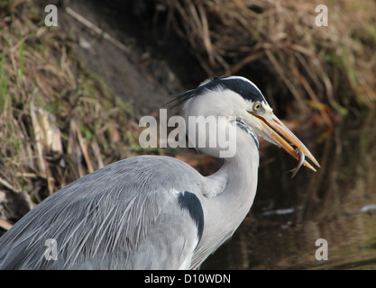 Close-up di un airone cenerino (Areda cinerea) tenendo un pesce appena pescato nel suo bill Foto Stock